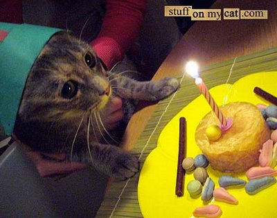 happy birthday funny cat. Cat Happy Birthday